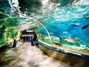 Türkiye Travel Daily Tours Attractions Airport Transfers